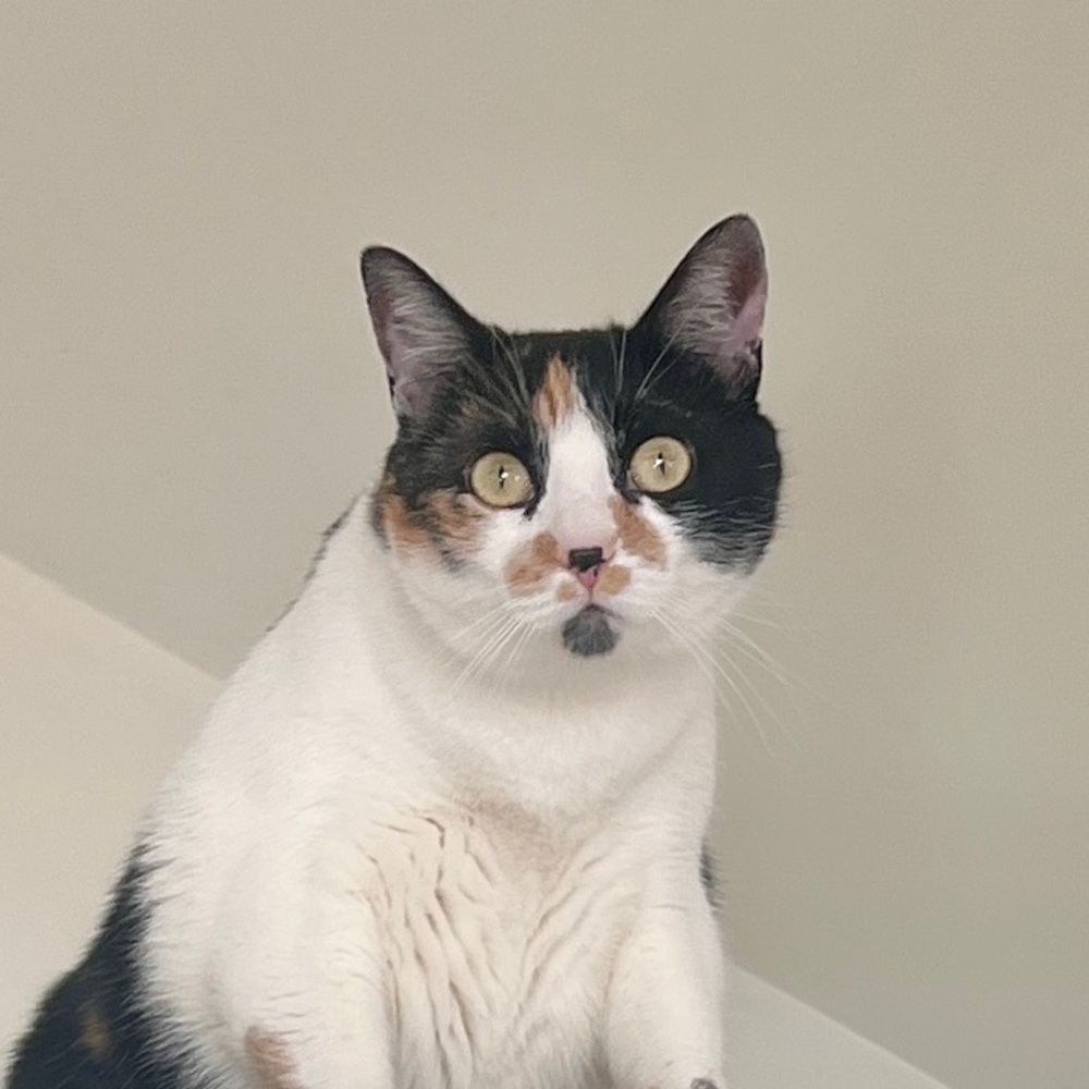 Meet your Posher, Martha